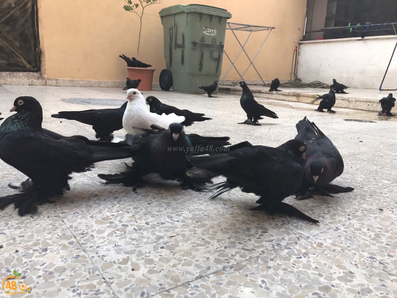 zohdi 3ashoor 7amam (19).jpg